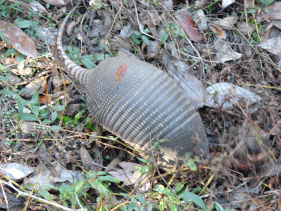 Armadillo