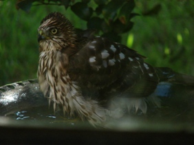 Hawk after bath