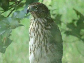 Coopers Hawk