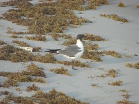 Laughing Gull