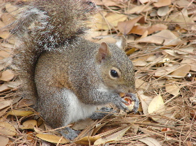 Squirrel