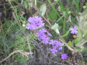 Purple Flowers