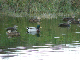 Quackers and His Harem
