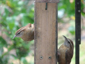 Carolina Wrens